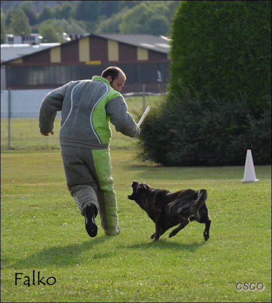 2013-oyo-Falko-fuy-2.jpg